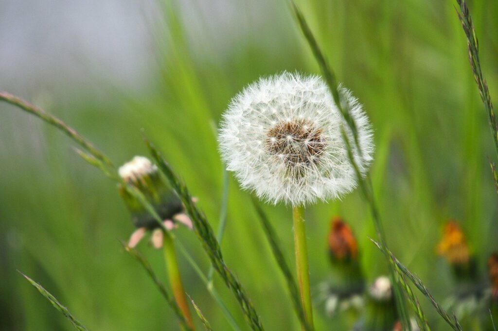 hd wallpaper, spring, dandelion-7972985.jpg